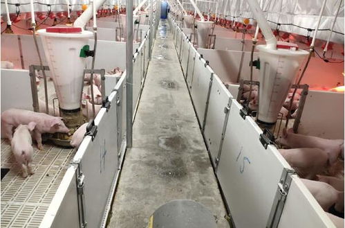 蘭西牧原14廠平山鎮(zhèn)項(xiàng)目進(jìn)展順利，預(yù)計(jì)本月末投產(chǎn)